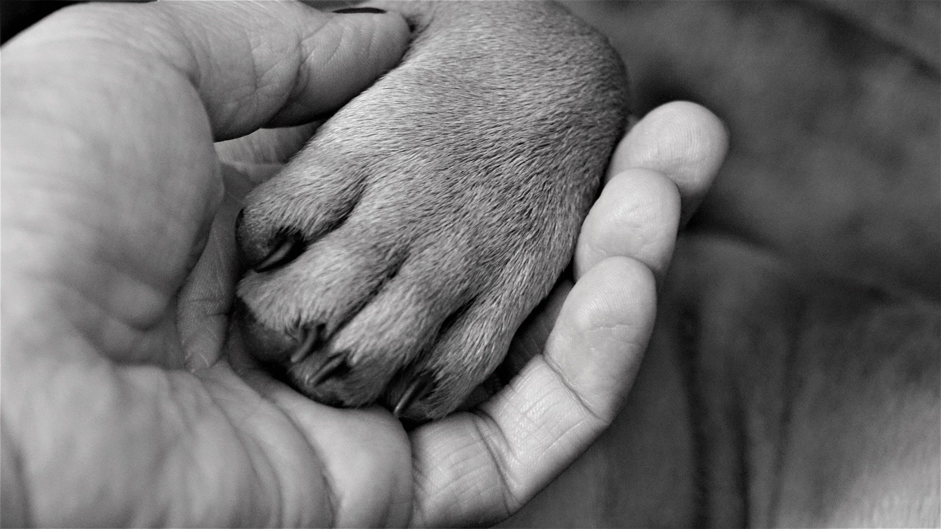 pet cremation services