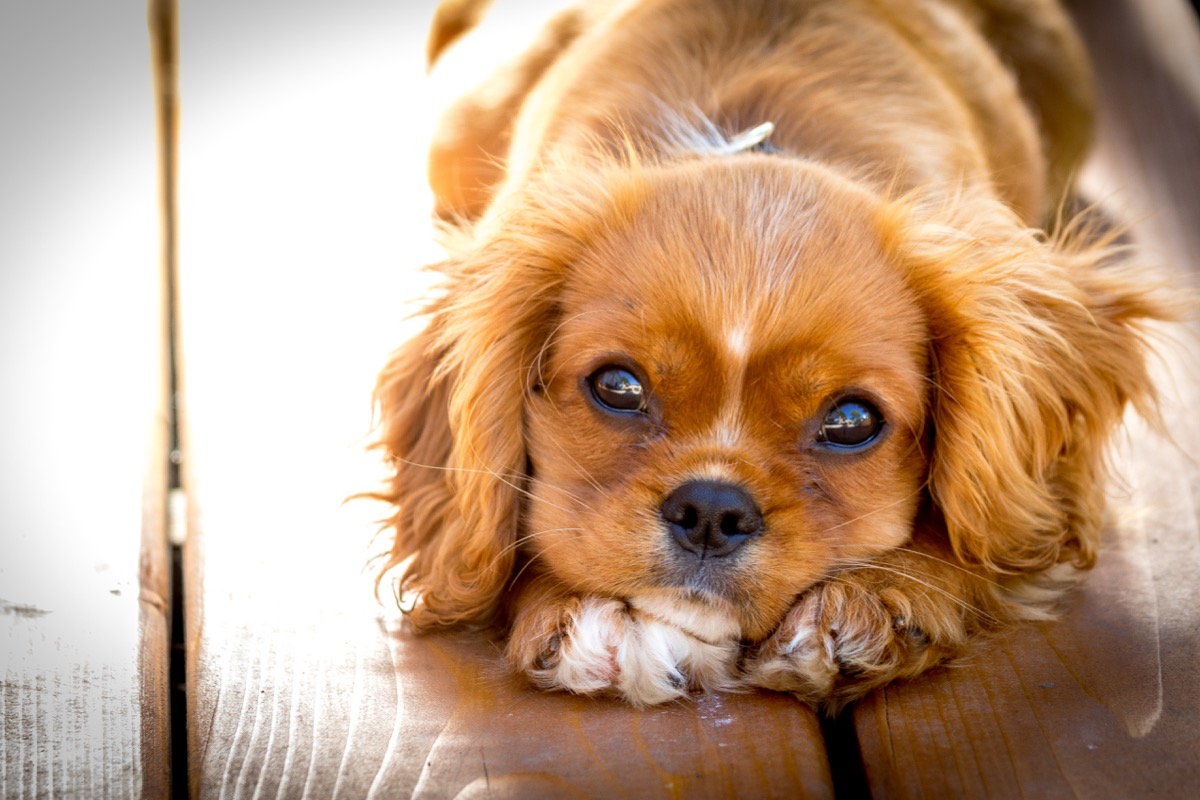 Best Dry Kibble For Dogs