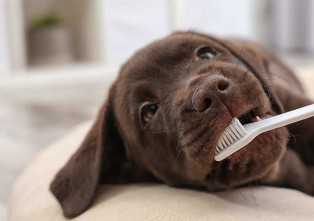 animal dental care
