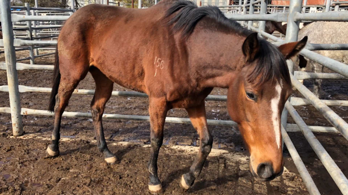 Horse sale in Sydney