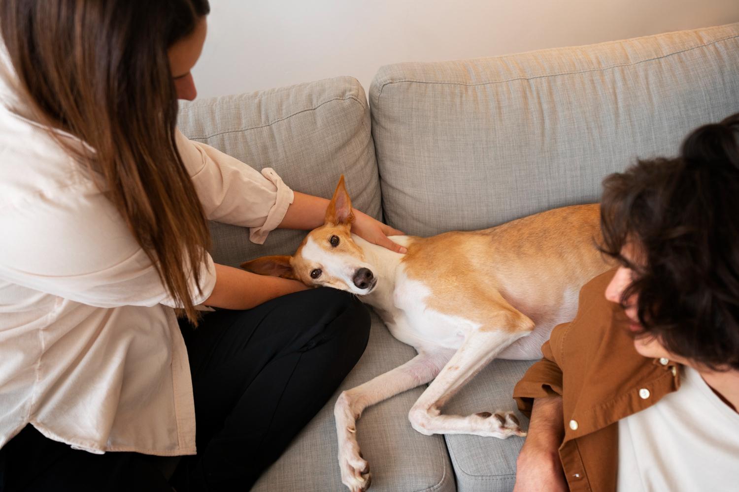 dog euthanasia