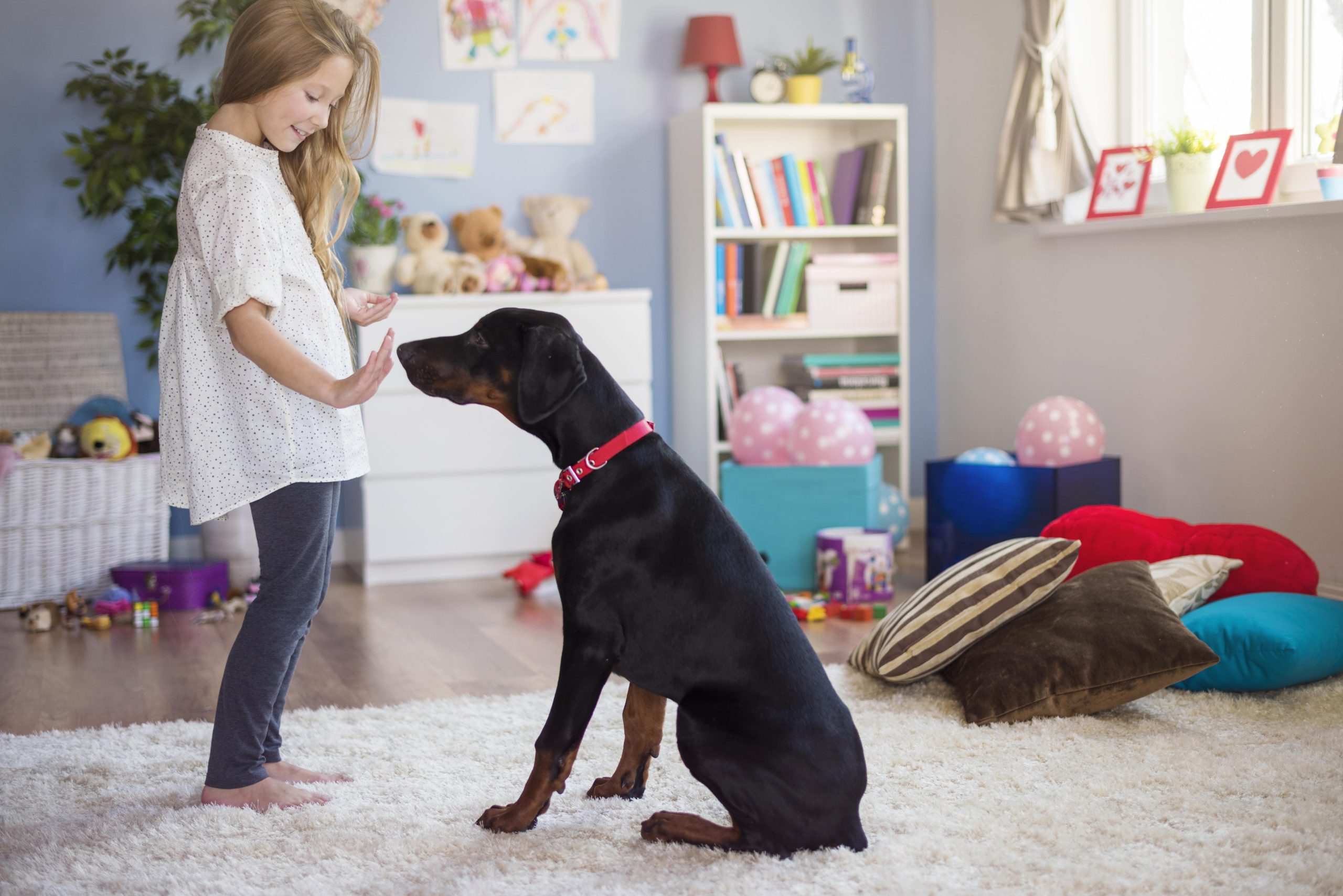 puppy training classes